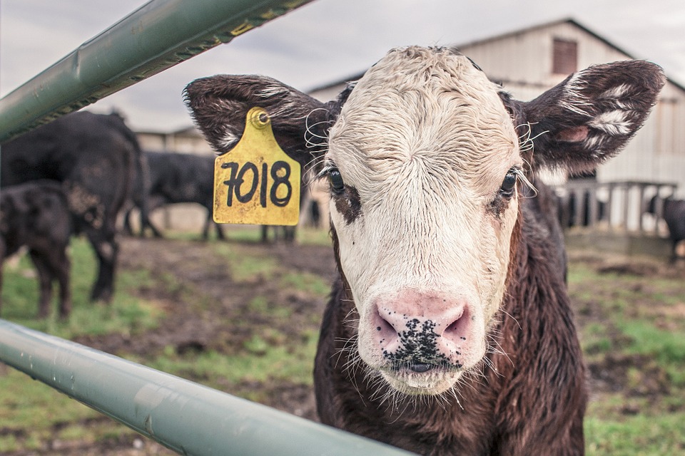 What to do with your doctor cash cows?